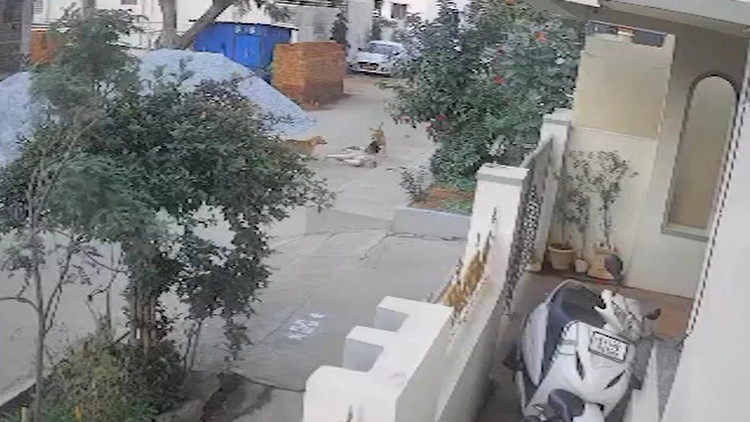 Ein Mädchen wurde am helllichten Tag beim Spielen in einem Wohngebiet von einem streunenden Hund angegriffen. Foto: IT. begai.png