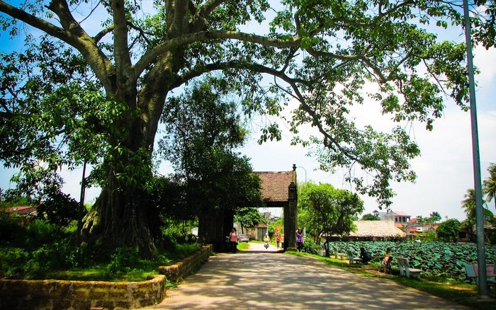 Chỉ cách Hà Nội khoảng 44 km, làng cổ Đường Lâm (thị xã Sơn Tây) là lựa chọn lý tưởng cho những ai yêu vẻ đẹp truyền thống. Với những ngôi nhà mái ngói rêu phong, tường đá ong, cây đa giếng nước sân đình – nơi đây mang lại cảm giác bình yên, chậm rãi rất khác với không khí của đô thị. Ảnh MIA