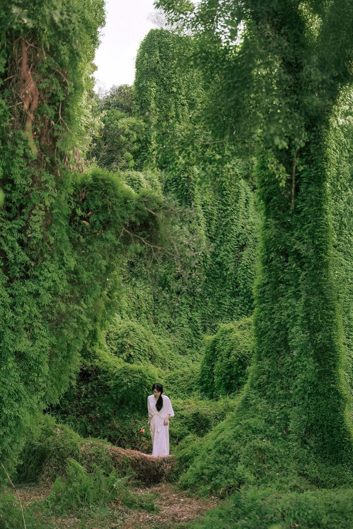 Giữa miền biển nắng gió Khánh Hòa, khu rừng tràm mang một diện mạo hoàn toàn khác biệt, những thân cây phủ rêu phong, thảm dương xỉ xanh mướt trải dài, ánh nắng xuyên qua tán lá tạo nên bức tranh vừa huyền ảo vừa thơ mộng. Ảnh Huy