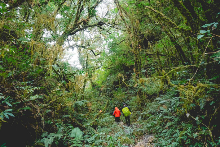 Con đường trekking lên Sa Mu bắt đầu từ bản làng trong thung lũng, xuyên qua nhiều tầng rừng già. Khi càng lên cao, sương mù bao phủ, ánh sáng len lỏi qua từng kẽ lá, tạo nên không gian vừa huyền bí, vừa thơ mộng. Ảnh Thương Nguyễn