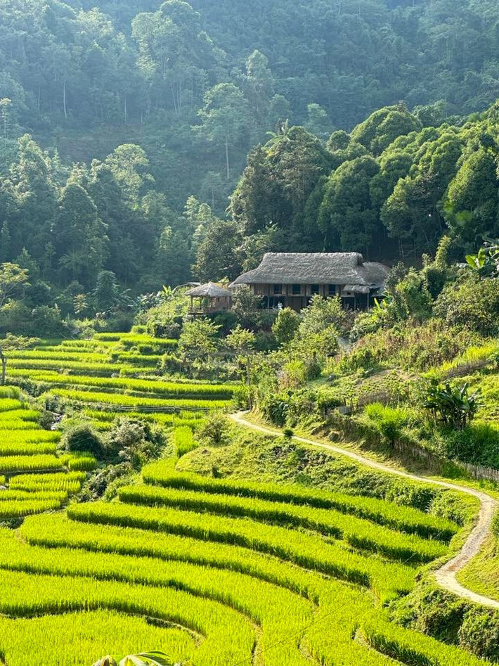 Dọc nương chè, dễ bắt gặp hình ảnh các bà, các chị trong trang phục dân tộc thoăn thoắt hái chè Shan Tuyết – loại chè cổ thụ đặc sản nổi bật của vùng cao Bắc Hà, được sao tay thủ công, cho hương vị chát nhẹ, ngọt hậu. Ảnh im.tthuu