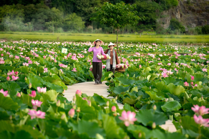 Đầm sen nằm ngay dưới chân núi Múa – một địa điểm nổi tiếng thuộc xã Ninh Xuân, huyện Hoa Lư. Phía trên là 486 bậc đá dẫn lên đỉnh núi với view nhìn bao quát cánh đồng lúa Tam Cốc, phía dưới là “biển hoa” sen trải rộng, mang đến không gian check-in vừa hùng vĩ, vừa thơ mộng. Ảnh Hoàng Trường Sơn
