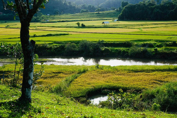 Vài năm gần đây, Kon Vơng bắt đầu đón khách du lịch theo mô hình cộng đồng. Một số homestay ở xã Măng Cành, cách cánh đồng khoảng 3–5 km, mở tour trải nghiệm mùa lúa chín kết hợp lưu trú nhà sàn. Ảnh Thu Thủy