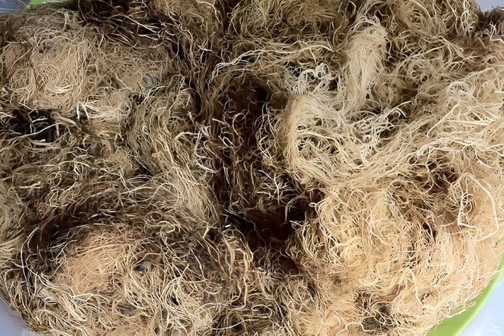 Trước kia, rau xu xoa thường được bán khô cho các thương lái mang đi khắp nơi. Ngày nay, xu xoa tươi, đã nấu sẵn lại được ưa chuộng hơn vì tiện lợi và hương vị trọn vẹn hơn. Du khách đến Quảng Ngãi mùa hè có thể dễ dàng tìm mua món này tại các khu phố như đường Nguyễn Văn Linh (phường Trương Quang Trọng, TP Quảng Ngãi) nơi tập trung nhiều hàng quán bán xu xoa mát lạnh với giá chỉ từ 15.000 đồng/hộp. Nếu yêu thích và muốn tự tay chế biến, du khách cũng có thể mua rong xu xoa khô với giá khoảng 250.000 đồng/kg, mang về làm món tráng miệng thanh mát cho cả nhà vào mùa hè. Ảnh Internet