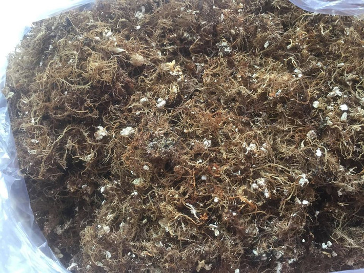 Để làm ra món xu xoa không hề đơn giản. Người dân phải dùng đồ nghề chuyên dụng để hái rong trên đá, chọn từng cọng to, sạch. Sau khi mang về, rong xu xoa được làm sạch kỹ càng – gỡ từng sợi nhỏ, loại bỏ cát, san hô và rác biển. Sau đó, rong được ngâm nước qua đêm rồi nấu trên bếp lửa liu riu khoảng 3 giờ. Ảnh Internet