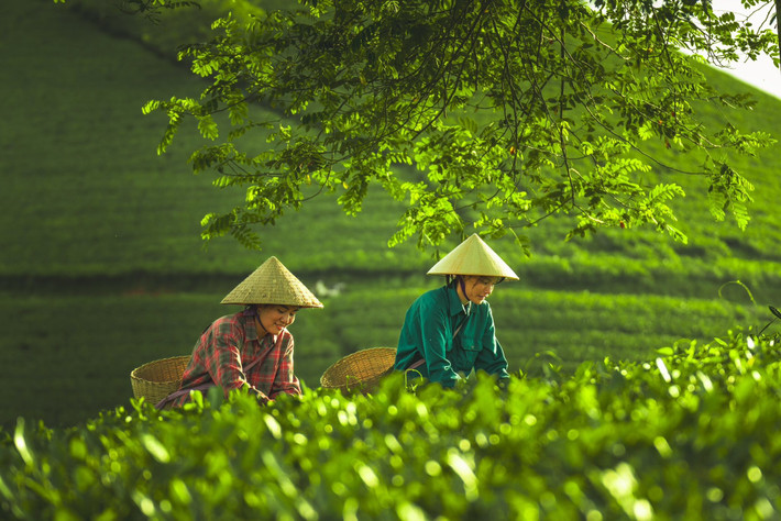 Nếu muốn qua đêm, du khách có thể lựa chọn các homestay xung quanh khu vực xã Long Cốc – vừa tiện di chuyển vừa có cơ hội khám phá đời sống sinh hoạt của người dân bản địa. Nhiều homestay còn hỗ trợ du khách chuẩn bị bữa ăn địa phương hoặc dẫn đi tham quan, tìm hiểu về nghề trồng chè truyền thống của vùng. Ảnh Đức Ngô