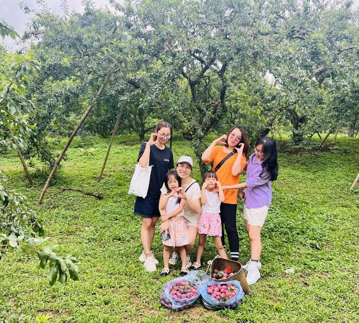 Mộc Châu mùa hè không ồn ào, không vội vã, chỉ có những khu vườn trĩu quả, những nụ cười hiền hậu và vị ngọt giòn tan của mận đỏ. Vậy thì còn chần chừ gì nữa – hè này, dắt tay nhau lên Mộc Châu hái mận chín đỏ au, để tâm hồn được tưới mát giữa thiên nhiên dịu lành. Ảnh TN