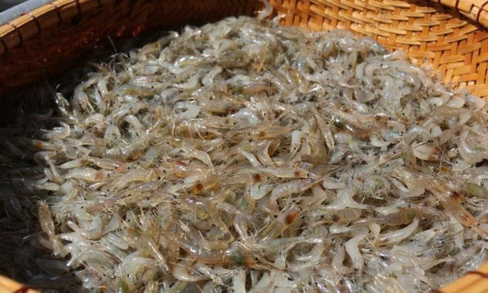 . Nguyên liệu chính của món gỏi này là tép nhảy tươi, một loại tôm nhỏ sống ở các vùng sông suối, được bắt lên còn sống và chế biến ngay tại chỗ. Ảnh dulichvietnam