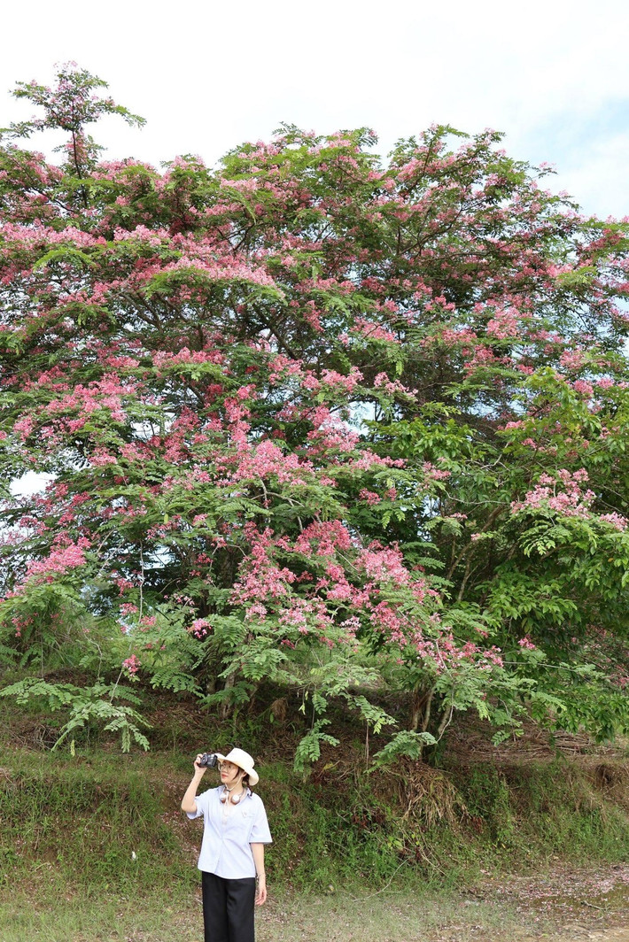 Dù chỉ là chuyến đi ngắn ngày, nhưng để có trải nghiệm trọn vẹn, du khách nên chuẩn bị kỹ lưỡng: mang theo giày leo núi, kem chống côn trùng, nước uống, và quan trọng nhất là ý thức bảo vệ môi trường. Không xả rác, không bẻ cành hái hoa, và tuân thủ hướng dẫn của kiểm lâm là những điều tối thiểu cần ghi nhớ khi đến với rừng. Ảnh _daisy.ah