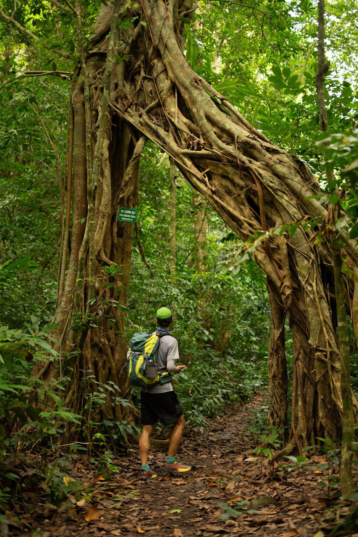 Du khách đến Cát Bà thường lựa chọn hành trình trekking xuyên rừng nguyên sinh để khám phá trọn vẹn vẻ đẹp tự nhiên của quần đảo này. Cung đường bắt đầu từ cổng Vườn quốc gia Cát Bà (cách bến phà Phù Long khoảng 11km), với giá vé vào cửa 80.000 đồng/khách. Ảnh Le Thanh Hien