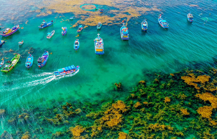 Thời điểm lý tưởng để đến Nhơn Hải ngắm rong mơ là từ tháng 5 đến tháng 7, vào khung giờ thủy triều rút (thường từ 5h30 – 7h sáng hoặc sau 16h). Du khách nên mang theo dép chống trơn, đồ bơi, nón, kem chống nắng và túi chống nước để bảo vệ điện thoại, thiết bị chụp ảnh. Đặc biệt, cần lưu ý không giẫm lên rong hoặc san hô để tránh làm tổn hại hệ sinh thái biển. Ảnh Hoàng Lợi
