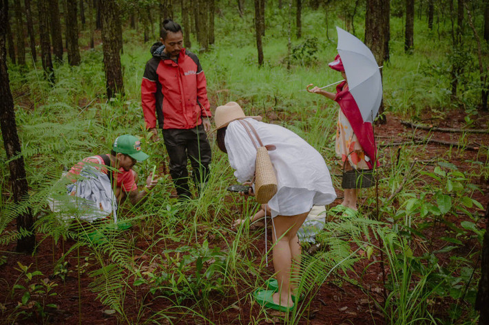 Ngoài ra, nhiều homestay rừng sâu như Củi Homestay, Zen Valley, Mây Lang Thang cũng tổ chức các chuyến trekking hái nấm và picnic theo nhóm nhỏ. Giá tour thường dao động từ 500.000 – 700.000 đồng/người/ngày cho chương trình nửa ngày hoặc 1 ngày hái nấm tại rừng thông và nấu ăn ngoài trời. Chi phí đã bao gồm hướng dẫn viên, dụng cụ hái nấm, ăn trưa picnic và bảo hiểm du lịch.Ảnh Đỗ Phan Anh