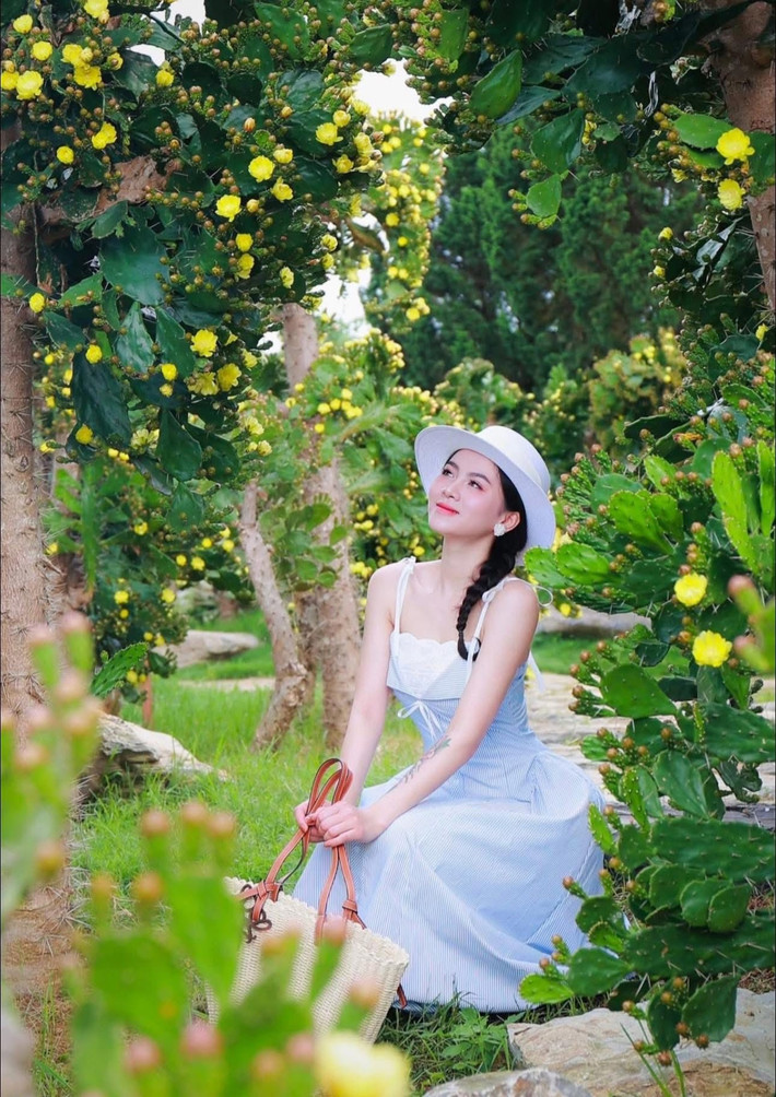 Đặc biệt, những cây “lão làng” cao hơn 4m với thân lớn, gai dày đặc nhưng lại nở ra những bông hoa vàng li ti, mong manh, đối lập hoàn toàn với vẻ ngoài gai góc – mang đến một vẻ đẹp vừa mạnh mẽ, vừa dịu dàng. Ảnh Đỗ Thị Như Quỳnh