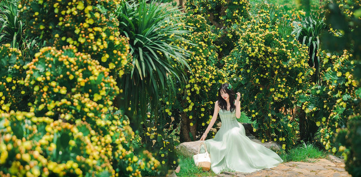 Tọa lạc tại tổ dân phố Mía Đường, phường Cờ Đỏ (thị trấn Mộc Châu), vườn xương rồng cổ thụ hiện đang là điểm đến “gây sốt” trên mạng xã hội. Nằm giữa lòng cao nguyên xanh mướt, khu vườn rộng khoảng 1.000 m² này trồng gần 300 gốc xương rồng tai thỏ bản địa một giống cây vốn quen thuộc ở vùng khô cằn nhưng lại phát triển tốt và bung nở tuyệt đẹp tại Mộc Châu. Ảnh Lê Hải