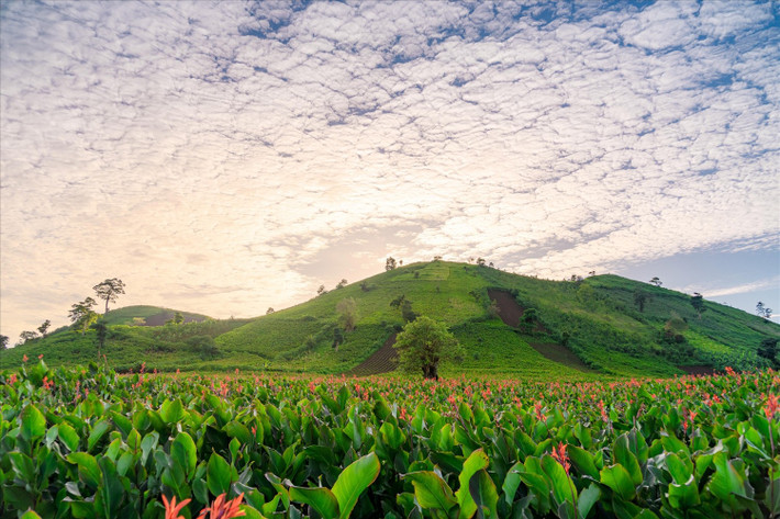 Qua bao thế hệ, đồng bào Gia Rai ở các làng Gri, Kó, Xóa vẫn gìn giữ cách sống hòa cùng thiên nhiên. Đất bazan phì nhiêu cho phép canh tác quanh năm, kể cả vào mùa khô khắc nghiệt. Ảnh Nguyễn Quang Hưng