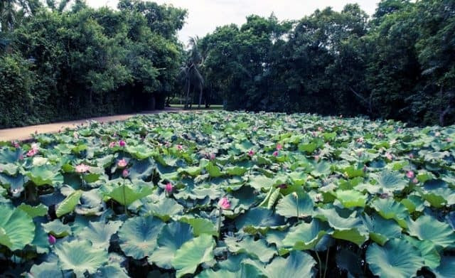 Thời gian lý tưởng để đến Làng Sen là vào mùa hè, đặc biệt tháng 5 – mùa sen nở rộ và dịp kỷ niệm sinh nhật Bác. Nên đi vào buổi sáng để tránh nắng và có đủ thời gian tham quan các điểm quanh làng như nhà Bác, giếng Cốc, ao sen, mộ bà Hoàng Thị Loan. Trang phục nên gọn gàng, lịch sự khi vào khu di tích. Du khách có thể kết hợp tham quan các điểm khác ở Nam Đàn hoặc ghé chợ quê mua đặc sản như kẹo cu đơ, tương Nam Đàn về làm quà. Ảnh Mytour