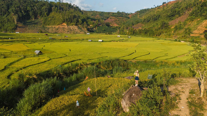 Xen giữa sắc vàng ấy là màu xanh ngắt của rừng thông, của núi rừng Tây Nguyên trùng điệp, khiến khung cảnh càng trở nên quyến rũ, yên bình. Ảnh Thu Thuỷ