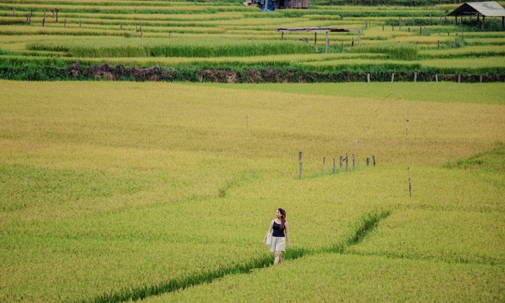 Để chuyến hành trình khám phá mùa lúa chín Kon Tu Rằng thêm phần trọn vẹn, du khách có thể lựa chọn các tour du lịch chất lượng cao từ những công ty lữ hành uy tín. Trong đó, Saigontourist hiện đang khai thác tour 2 ngày 1 đêm với giá khoảng 3.599.000 VNĐ/người lớn, bao gồm tham quan các điểm nổi bật như nhà thờ Gỗ, Tòa Giám mục, thác Pa Sỹ và đặc biệt là trải nghiệm mùa vàng tại làng Kon Tu Rằng. Tour đã bao gồm xe đưa đón, khách sạn 3 sao, 6 bữa ăn, vé tham quan, bảo hiểm và hướng dẫn viên. Ảnh Minh Lê