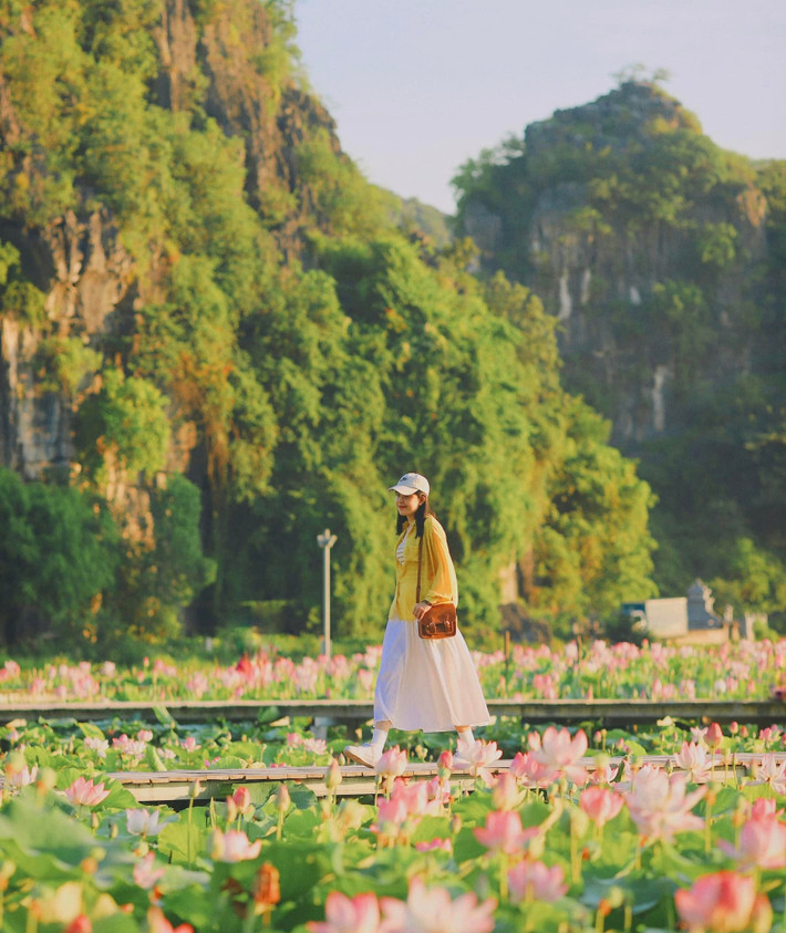 Mỗi độ tháng 6, khi những cơn gió đầu hè thổi về cũng là lúc đầm sen dưới chân núi Hang Múa (Ninh Bình) vào mùa nở rộ. Giữa khung cảnh núi đá vôi trùng điệp, sen bung nở hồng rực, tạo nên một bức tranh thiên nhiên vừa hùng vĩ vừa thơ mộng, thu hút hàng nghìn lượt du khách đến check-in mỗi ngày. Ảnh Bùi Quang Thụy