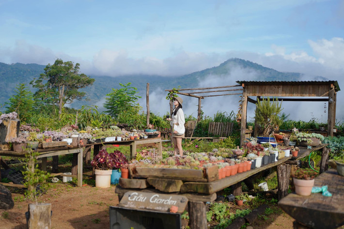 Về lưu trú, Măng Đen chủ yếu có các homestay và nhà gỗ nhỏ giữa rừng thông, giá dao động từ 300.000–500.000 đồng/đêm. Một số nơi có dịch vụ cho thuê xe máy khoảng 150.000 đồng/ngày, thuận tiện cho việc di chuyển và khám phá. Ảnh Chuyến đi của Tali