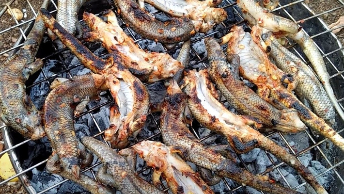Rắn mối có thân hình thuôn dài như rắn, da nhẵn bóng, phần lưng thường ánh lên sắc nâu đồng óng ánh và đặc biệt có… bốn chân nhỏ xíu. Dù nhìn qua khá giống thằn lằn hay rắn, nhưng rắn mối thuộc nhóm bò sát riêng biệt, thường sinh sống quanh các bụi rậm, đống rơm, vườn cây ở các tỉnh miền Tây như Đồng Tháp, An Giang, Vĩnh Long... Ảnh Bá Di