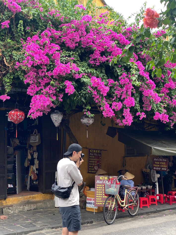 Nhiều người ví hoa giấy là “đặc sản” của Hội An, bởi ít nơi nào trong cả nước lại trồng hoa giấy nhiều, đẹp và hài hòa đến vậy. Ảnh Bùi Huy Khang
