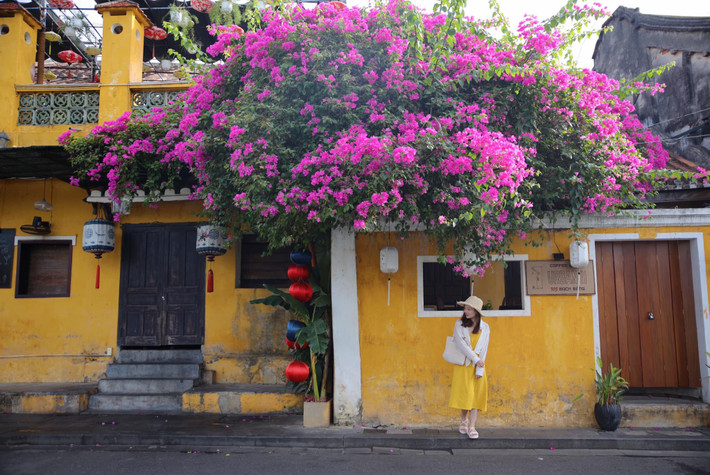 Mỗi dịp hè về, phố cổ Hội An như khoác thêm chiếc áo mới với sắc hoa giấy rực rỡ phủ khắp các mái nhà, con ngõ, quán cà phê và hiên nhà cổ. Ảnh Mai Hương