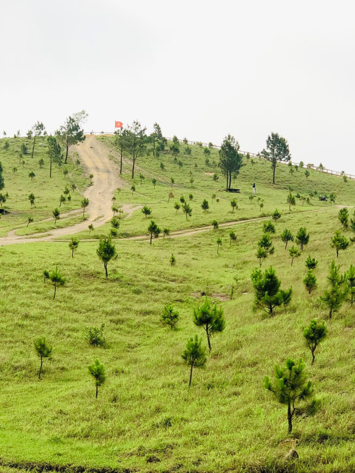 Còn với du khách có ít thời gian, Đông Travel tổ chức tour trong ngày, khởi hành sớm từ Hà Nội, khám phá đỉnh Phượng Hoàng và rừng thông Uông Bí, kết hợp tham quan chùa Ba Vàng trước khi trở về trong ngày, giá từ 850.000 đồng/người. Ảnh 2 con gián