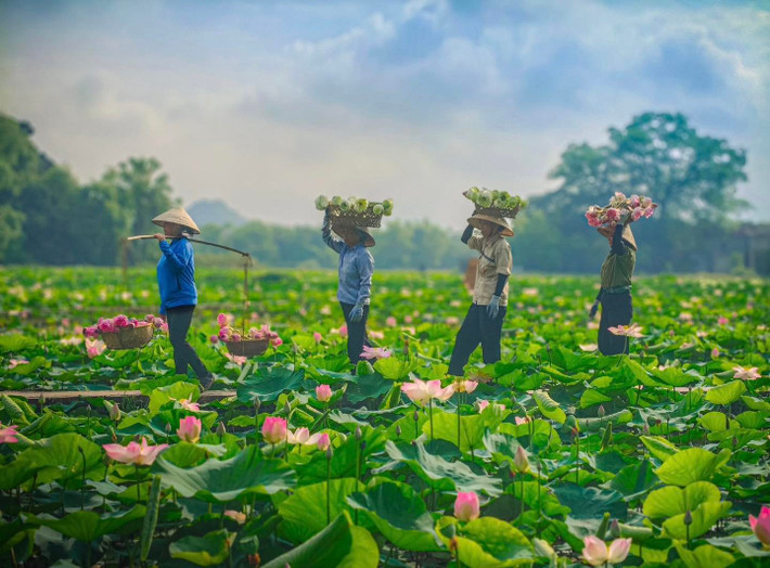 Trang phục nên chọn màu sáng, chất liệu nhẹ, kết hợp mũ rộng vành, nước uống và kem chống nắng. Nếu muốn chụp ảnh nghệ thuật giữa đầm sen, có thể thuê dịch vụ tại chỗ với giá từ 100.000 – 300.000 đồng/lượt, bao gồm thuyền và trang phục. Ảnh Nguyễn Khánh Vũ Khoa
