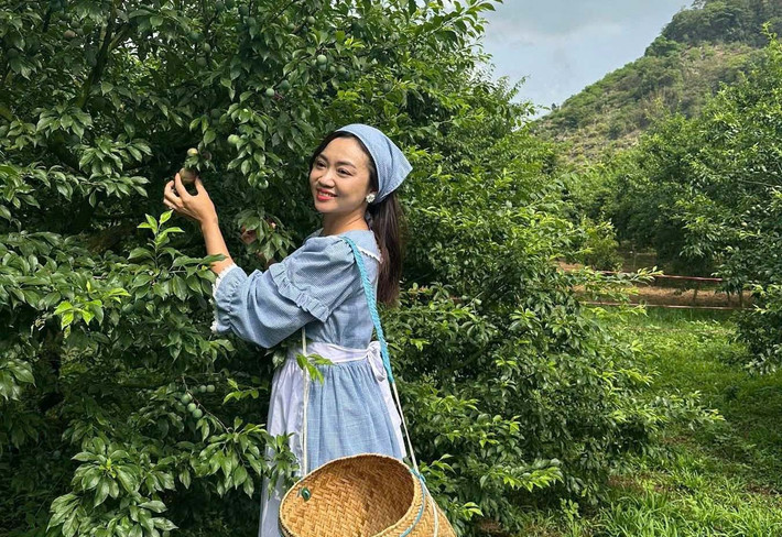 Không ít người chọn đến Mộc Châu mùa hè không phải để nghỉ dưỡng sang trọng, mà chỉ đơn giản để được tự tay hái những quả mận chín từ trên cành. Ảnh Mộc Châu