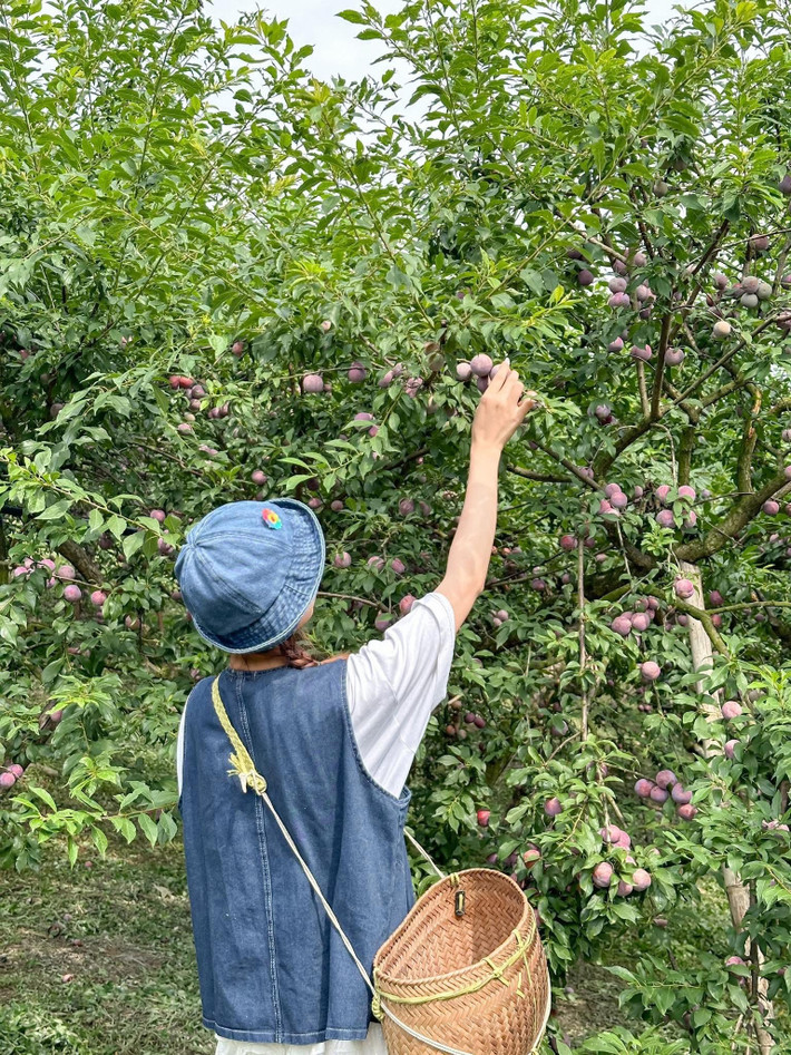 Thời điểm lý tưởng để hái mận là vào buổi sáng sớm hoặc chiều mát, khi thời tiết dễ chịu và ánh nắng không quá gắt. Du khách nên chuẩn bị mũ, áo khoác nhẹ và giày thể thao để tiện di chuyển trong vườn. Ảnh Anh Thơ