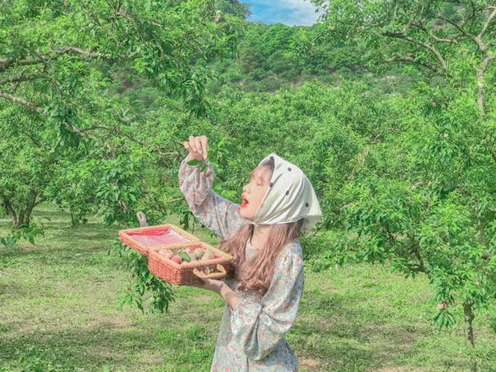 Bạn Huyền Trang (du khách Hà Nội) chia sẻ, “Cảm giác hái mận giữa vườn thật sự rất thư giãn. Không khí trong lành, trái cây thì ngọt lịm khác hẳn với nhịp sống hối hả thường ngày.” Ảnh Vietnambooking