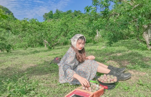 Dưới tán cây râm mát, tay cầm giỏ mây, thong thả lựa từng trái mận căng mọng đó là một thú vui nhẹ nhàng, gần gũi với thiên nhiên và rất đáng để thử. Ảnh Vietnambooking