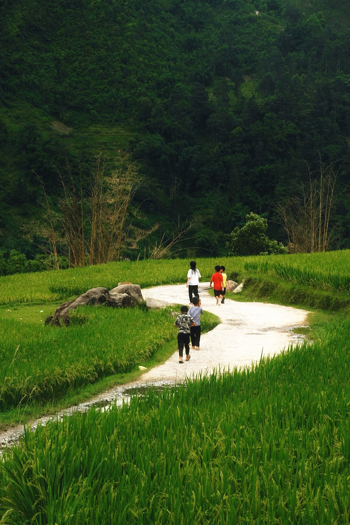 Thời điểm đẹp nhất để thăm Ý Linh Hồ mùa lúa chín là từ cuối tháng 8 đến giữa tháng 9. Buổi sáng sớm và chiều muộn là hai “khung giờ vàng” để chụp ảnh, khi ánh nắng nhẹ chiếu lên những thửa ruộng, tạo hiệu ứng óng ả. Ảnh Tuyên Parafu