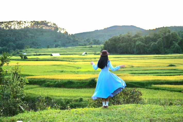 Không trải dài thẳng tắp như những ruộng bậc thang miền Bắc, lúa ở Kon Vơng được gieo cấy xen giữa triền đồi, lòng suối cạn và chân rừng. Chính địa hình lượn sóng tạo nên những mảng màu vàng uốn lượn mềm mại khi mùa chín về. Ảnh Thu Thủy