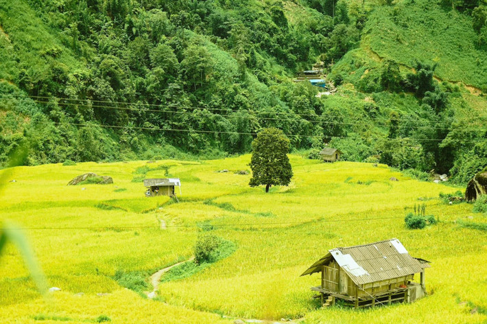 Tại Nậm Cang, du khách có thể ghé thăm các bản làng của người Dao đỏ, tìm hiểu văn hóa truyền thống, thưởng thức các món đặc sản như cá suối nướng, gà đen nấu rượu thóc, hoặc tham gia vào hoạt động thu hoạch lúa cùng người dân bản địa. Ảnh Đỗ Vân Anh