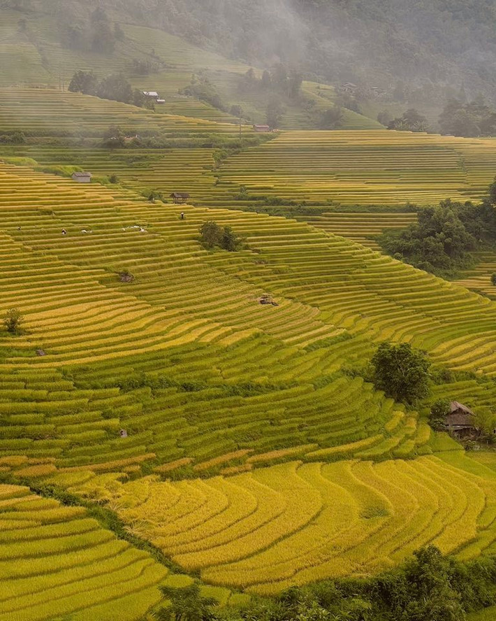 Du khách có thể thuê xe máy từ trung tâm thị xã Sa Pa, vượt hơn 30 km đường đèo quanh co để đến bản. Dọc đường đi, cảnh sắc thay đổi liên tục: khi là rừng xanh mướt, khi là những vạt ruộng trải dài, điểm xuyết vài mái nhà sàn lọt thỏm giữa núi non. Ảnh Đỗ Vân Anh