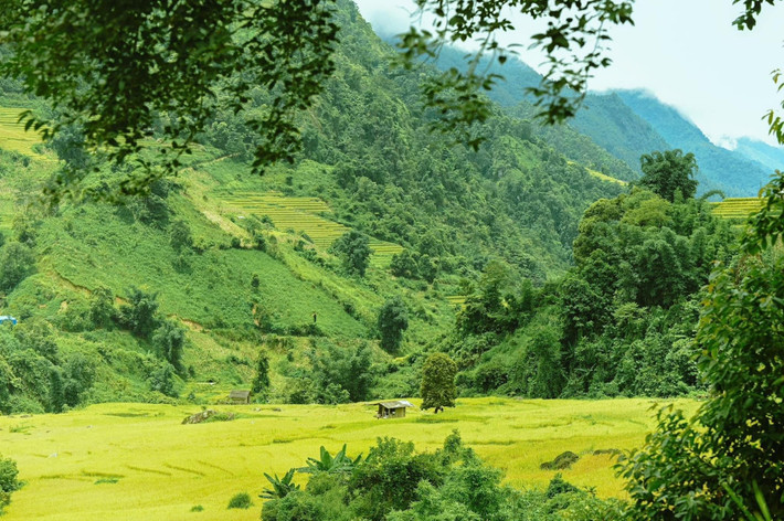 Nậm Cang, du khách đừng quên thưởng thức món cá suối nướng ống tre, rau rừng luộc chấm chẩm chéo, hay xôi ngũ sắc của người Dao đỏ. Ngoài ra, rượu thóc tự nấu tại bản cũng là một trải nghiệm thú vị trong những đêm se lạnh. Ảnh Đỗ Vân Anh