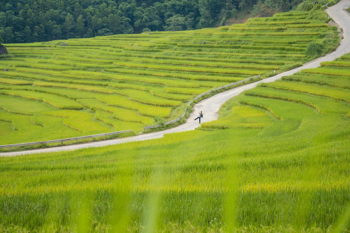 Khi mùa lúa chín, Pù Luông bừng lên sắc vàng rực rỡ, phủ khắp các thửa ruộng bậc thang nối tiếp nhau, xen lẫn giữa màu xanh mướt của núi rừng, tạo nên một bức tranh thiên nhiên hùng vĩ và sống động. Ảnh Văn Phong