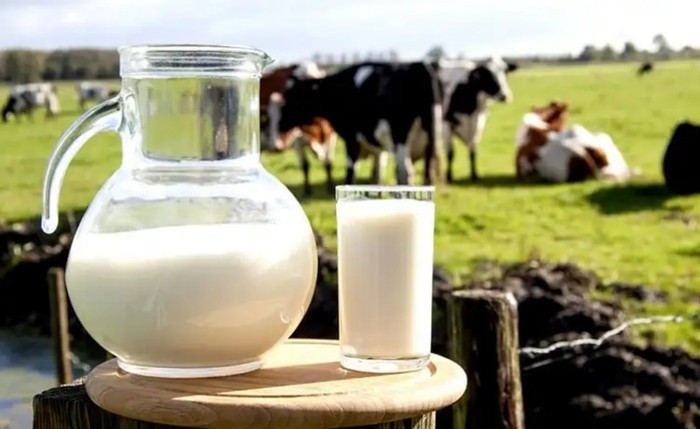 Mộc Châu nổi tiếng với các trang trại bò sữa, nơi du khách có thể thưởng thức sữa tươi nguyên chất. Tham quan nông trại, du khách còn được trải nghiệm vắt sữa, cho bò ăn và thưởng thức ly sữa nóng ngay trong không khí se lạnh. Ảnh amthucmocchau
