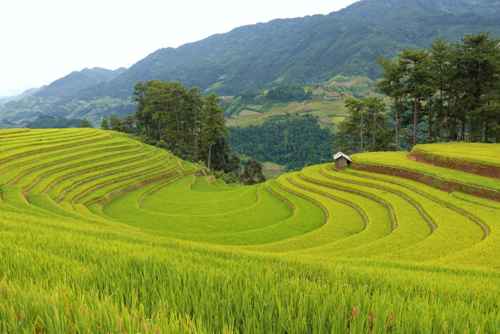 Ánh sáng buổi bình minh hay hoàng hôn chiếu xuống từng tầng lúa, tạo ra hiệu ứng như những tấm gương phản chiếu bầu trời, mang đến khung cảnh vừa huyền bí, vừa thơ mộng. Ảnh Tran Thuy