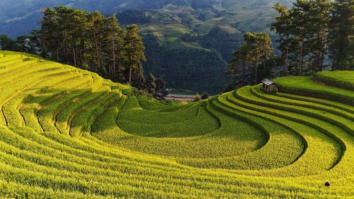 Đồi Móng Ngựa, còn gọi là “Võng lúa Móng Ngựa”, nằm cách trung tâm Mù Cang Chải khoảng 15 km, thuộc xã Mồ Dề. Những thửa ruộng bậc thang uốn lượn như chiếc móng ngựa khổng lồ, chín vàng óng ánh giữa núi rừng hùng vĩ, khiến nơi đây trở thành điểm check-in quen thuộc của du khách. Ảnh Tuyên Parafu