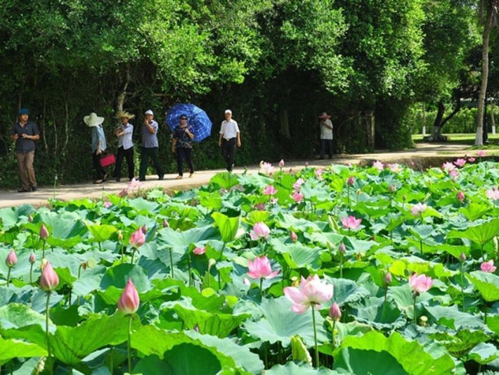 Mùa sen nở, hương thơm ngát của hoa sen lan tỏa khắp làng, tạo nên một không gian dịu dàng, thanh thản. Đây là thời điểm tuyệt vời để du khách dạo bước quanh làng, ngắm nhìn những hàng tre rì rào trong gió, những bụi râm bụt đung đưa và những khóm hoa cau, hoa bưởi thơm ngát. Ảnh Internet