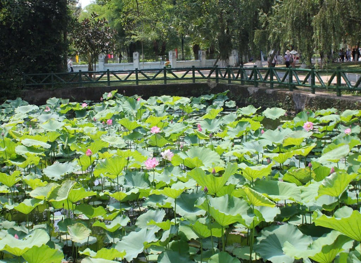 Dạo quanh ao sen giếng cốc, đắm mình trong không gian yên bình. Làng Sen không chỉ nổi tiếng với tên gọi “Sen” mà còn được bao phủ bởi những đầm sen tươi tốt, tạo nên một khung cảnh thiên nhiên tuyệt đẹp. Ảnh MIA