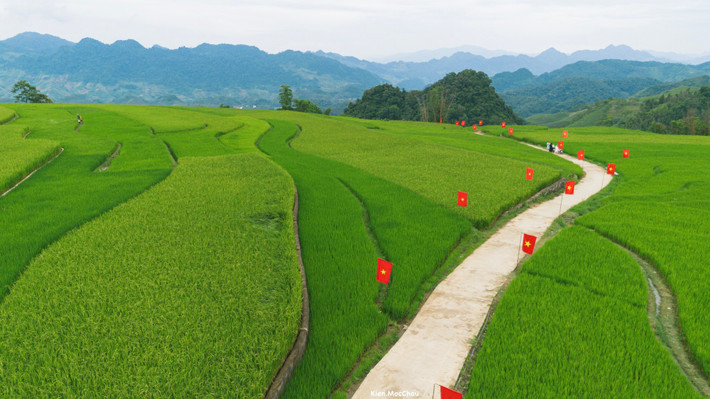 Đoạn đường dài khoảng 1km nằm giữa cánh đồng bát ngát, với lá cờ Tổ quốc được dựng cách nhau 1-2m, tạo điểm nhấn rực rỡ giữa không gian yên bình. Ảnh Quang Kiên