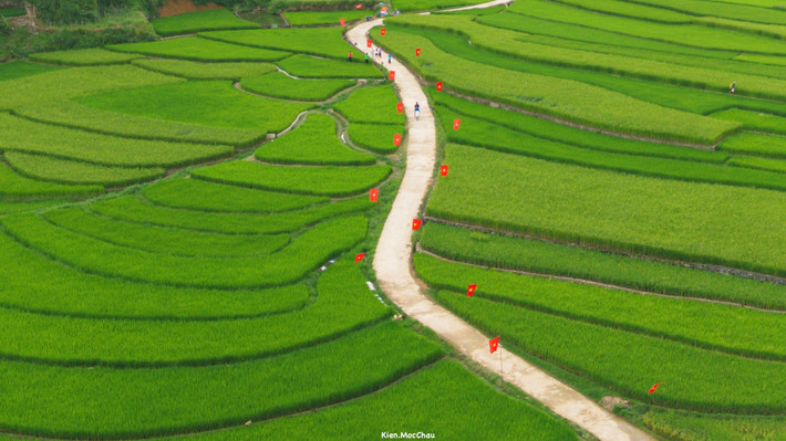 Lúc này, cánh đồng như được phủ lên một lớp ánh sáng vàng nhạt, tạo nên những bức hình sống động, tràn đầy sức sống và cảm xúc. Ảnh Quang Kiên