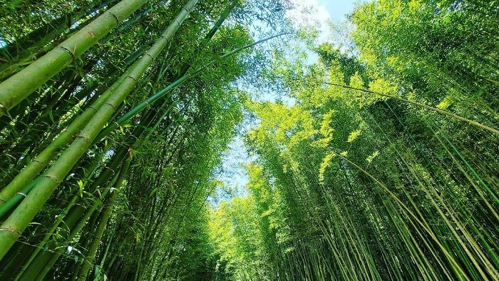 Mỗi khi ánh nắng chiếu qua tán lá trúc, những vệt sáng lung linh chiếu xuống mặt đất khiến khu rừng như bừng sáng, mang đến cho du khách cảm giác như đang lạc vào một thế giới khác, nơi những kiếm khách và phiêu bạt giữa núi rừng. Không khí tại đây luôn trong lành và mát mẻ, đặc biệt vào mùa xuân và mùa hè, khi cây cối xanh tươi, thời tiết dễ chịu, là thời điểm lý tưởng để khám phá và thư giãn. Ảnh Blog của Rọt