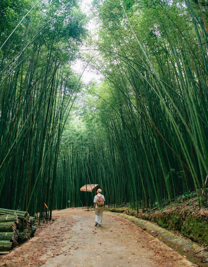 Ngoài việc tham gia các tour tổ chức sẵn, du khách cũng có thể tự lên kế hoạch khám phá khu rừng bằng phương tiện cá nhân. Tuy nhiên, nếu chọn tour, du khách sẽ được hỗ trợ từ các công ty lữ hành uy tín với hướng dẫn viên chuyên nghiệp, phương tiện di chuyển an toàn và các bữa ăn đặc sản Cao Bằng, giúp chuyến đi của bạn thêm phần trọn vẹn và thú vị. Ảnh Blog của Rọt