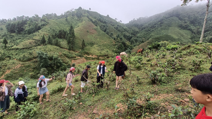 Không chỉ dừng lại ở việc nghỉ ngơi và ăn uống, du khách đến bản Liền còn có cơ hội hòa mình vào đời sống lao động thường nhật của người Tày. Vào mùa vụ, có thể cùng người dân cấy lúa, gặt lúa, bắt cá suối, hái chè Shan tuyết, sao chè thủ công, đan lát, làm nón lá hoặc lợp mái cọ.