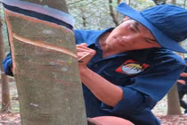 Gói thầu tại Cao su Phú Thịnh: Tiết kiệm 5,13%, "nhà thầu ruột" trúng thầu